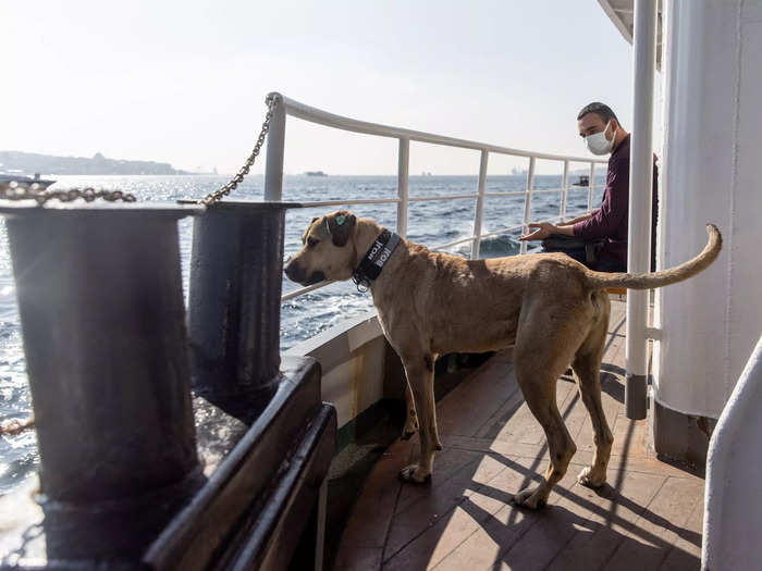 Most of the time, Boji is active and alert during his travels.