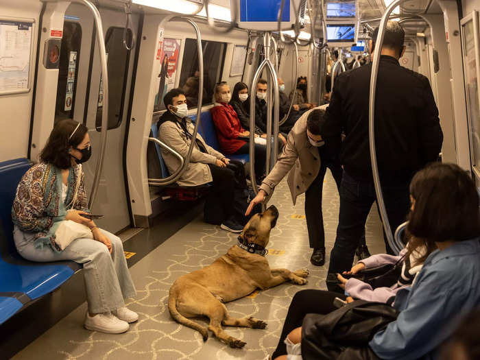 Boji makes friends along his journeys.