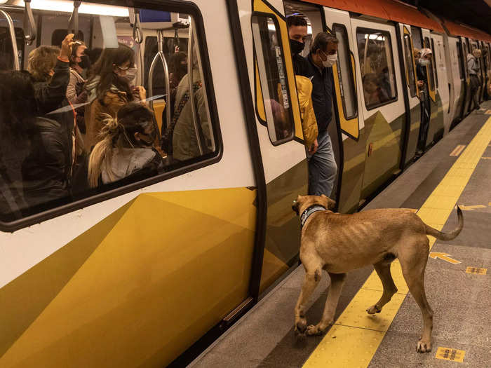 And he boards the train with the ease of his two-legged fellow passengers.