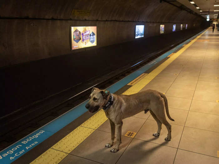 Boji knows exactly where to wait to catch his next ride.