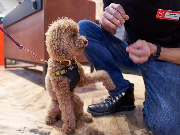 There are also multiple water stations to keep pups comfortable.