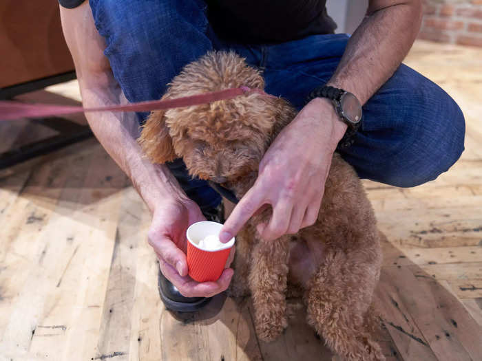 During a visit to the store, pets can try a complimentary whipped cream cup.