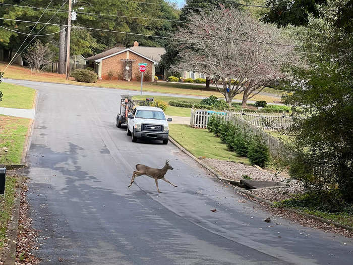 Encountering wildlife in the neighborhood is par for the course.