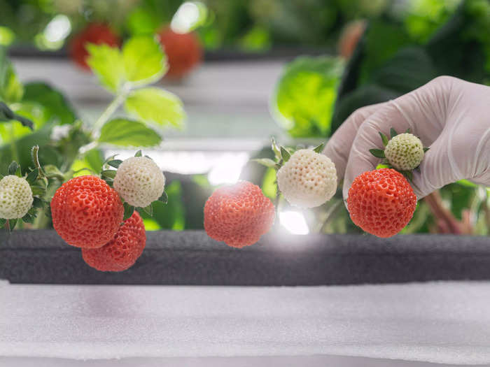 "As vertical farming has deep origins in Japan, Oishii