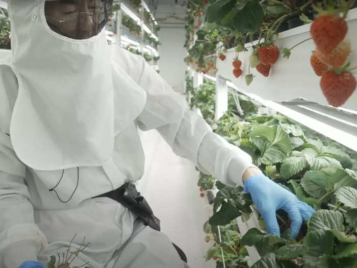 Bees pollinate the indoor farm as its climate is maintained to imitate "the light rain, cool breeze, and bright sun" of the mountain range.