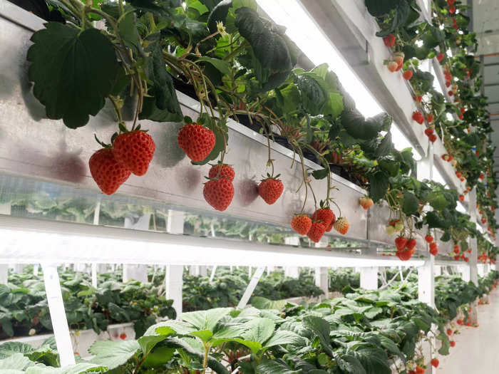 Oishii "employs AI-powered robots" in its farms that report analytics of the health and yield of the berries, determining when the berries are at peak ripeness.