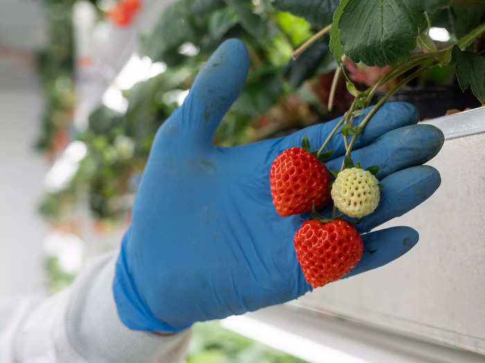 Each vertical farm is designed to replicate the conditions of the Japanese Alps, "down to the degree of temperature," the company told Insider.