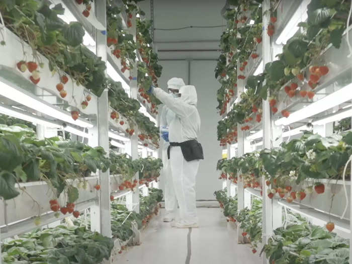 Hiroki Koga, Oishii Founder and CEO, was disappointed in the quality of American fruit - so he brought the strawberry seeds to the US along with his knowledge of ancient Japanese vertical farming techniques.