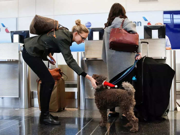 "There are many reasons why travelers choose to take their furry companion with them on their flight, whether they