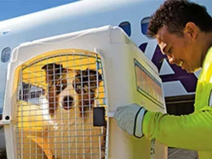 To make your pet as comfortable as possible, cargo handlers have offered advice based on experience, including using the biggest possible kennel to give them more space...