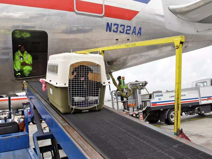 Most aircraft cargo compartments are temperature-controlled, meaning the pets will not overheat or freeze en route. However, some cargo areas do not have air conditioning, so pets may fly on a different flight than their owner.