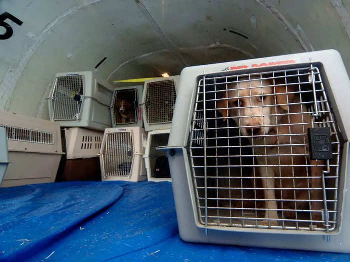 Once pets are checked in, cargo handlers deliver the animals to the aircraft where they are loaded into the belly of the plane. According to a former Delta cargo agent, pets are placed in a separate section of the cargo hold and secured for stability.