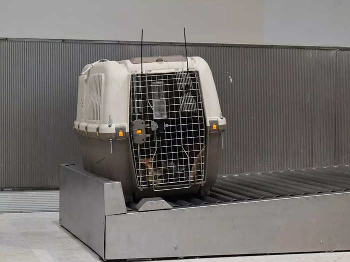 The process of shipping a pet via cargo is simple as long as pet owners understand the industry