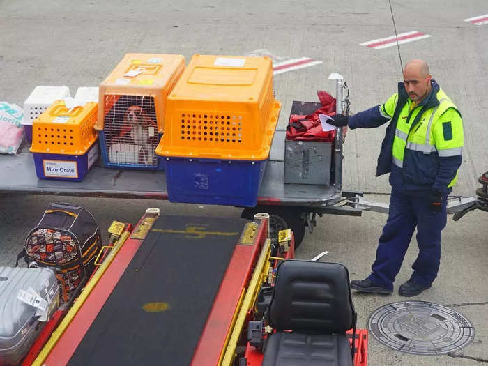 Several US carriers offer pet transport via cargo, including Hawaiian Airlines, American Airlines, Delta Air Lines, United Airlines, and Alaska Airlines, meaning the pets will ride in the belly of the plane. However, United and Delta have suspended their services due to the pandemic.