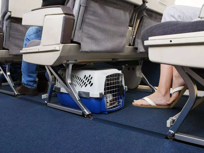 While it is preferable to travel with a pet in the cabin, most airlines only allow pets in a crate that can fit under the seat in front of you. Because of this, larger animals will need to be checked.