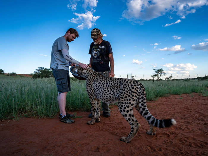 Bagatelle works in collaboration with the Cheetah Conservation Fund (CCF) and acts as a sanctuary for the animals.