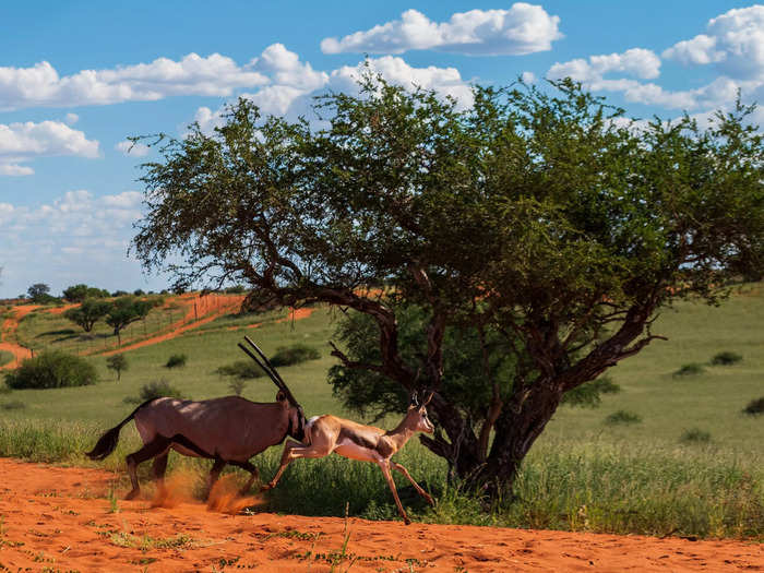 Dotted between the savanna and dunes were beautiful acacia trees attended by many animals.