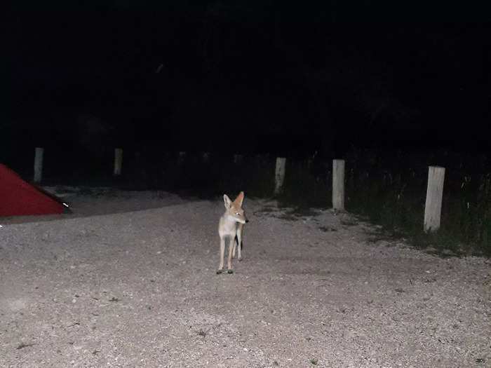 A highlight of our Etosha adventure was meeting a curious black-backed jackal that came to visit every night.