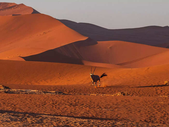 On our way back, we startled an oryx.