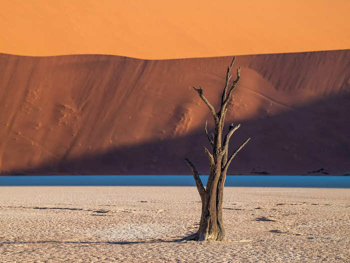 A spectacular array of skeletal acacia trees provide a focal point for the stark contrast between the bleached-white pans, rusty dunes, and deep blue sky.