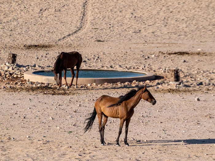 Our first stop was the plains of Namib-Naukluft National Park where a herd of wild horses lives.