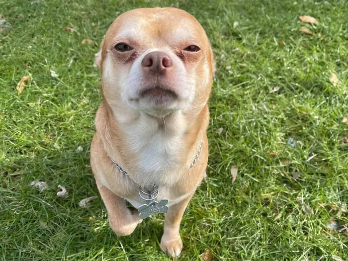 In August, Prancer the Chihuahua found a forever home after his brutally honest adoption ad went viral.