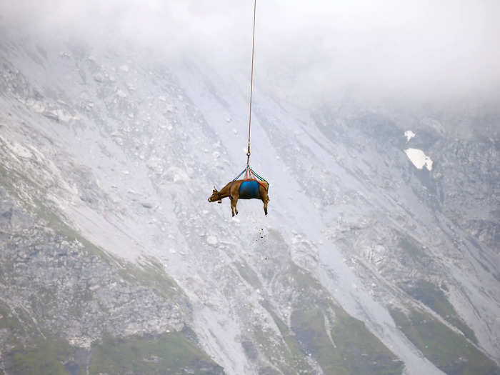 This photo of an injured cow being transported by helicopter down a mountain in Switzerland, as ABC reported, makes the large animal appear small.