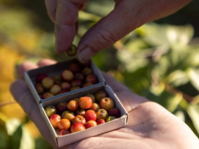 These micro apples placed inside a match box after being picked off of a tree outside of Yakutsk, Russia — the world