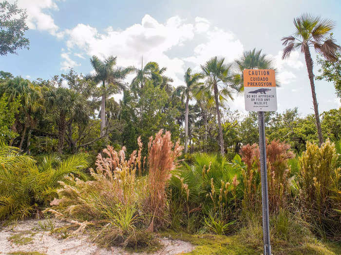 According to Atlas Obscura, the ruins are also home to wild alligators, iguanas, and peacocks.