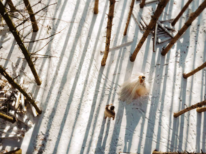 This overhead shot of a bride and groom in the snowy woods of the Kortright Centre for Conservation in Ontario looks straight out of a movie.