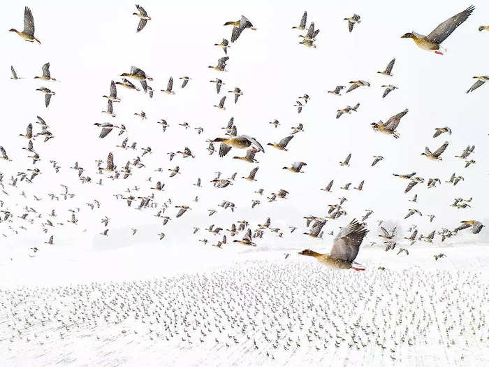 Birds and overall winner: Terje Kolaas captured a flock of pink-footed geese escaping the cold in "Winter Migration."