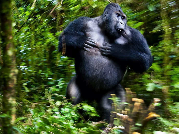 Mammals winner: A gorilla runs through the forest in "Silverbach Chimanuka" by Josef Friedhuber.