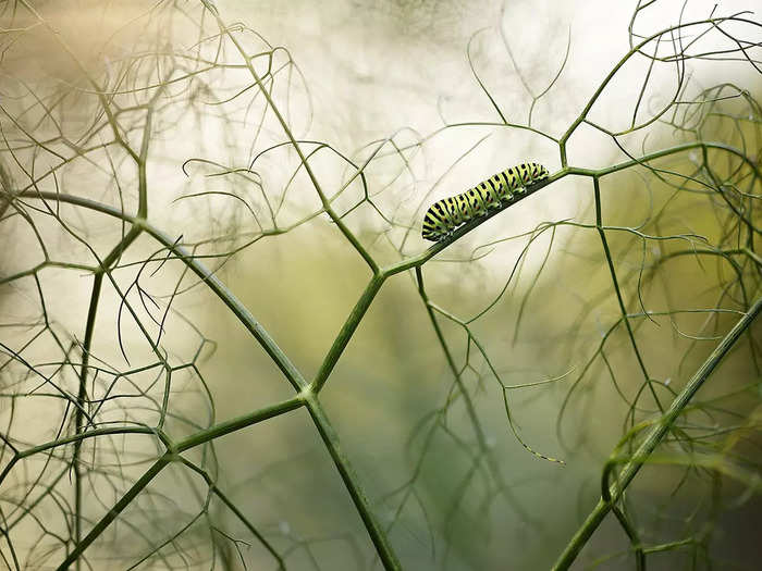 Other Animals winner: Ruben Perez Novo photographed a caterpillar on a branch in "Walking Among Fennels."