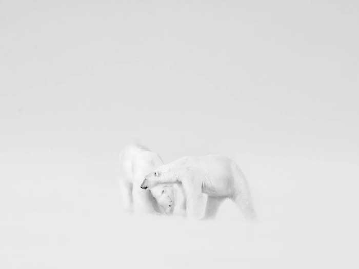 Black and White winner: Roie Galitz titled this image of polar bears in courtship "White Wedding."