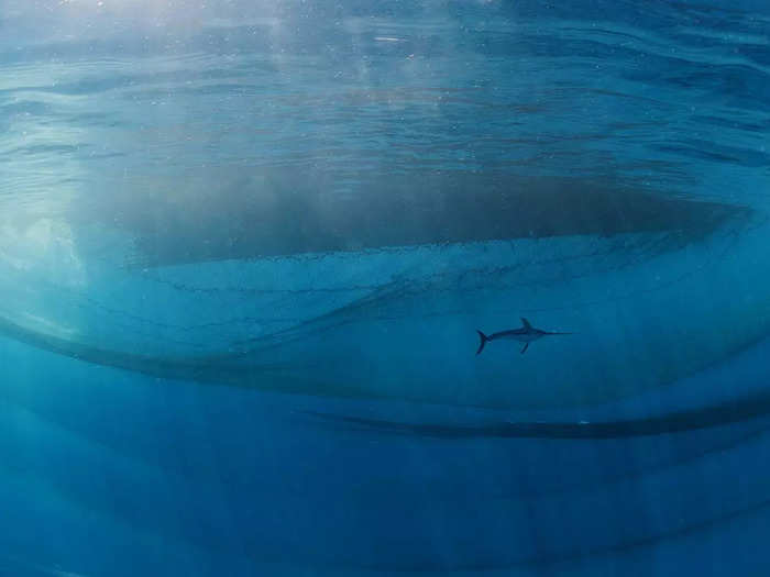 Human and Nature winner: A swordfish swims through the sea in "The King of the Ocean" by Francisco Javier Murcia Requena.