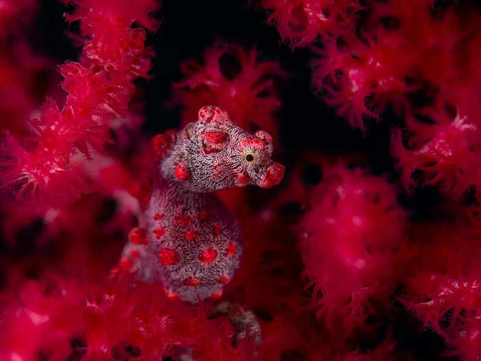 Underwater winner: Georg Nies took this photo of a red pygmy seahorse, titled "Red In Red."