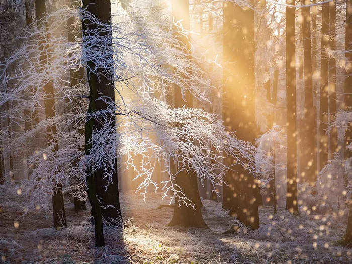 Plants and Fungi winner: Sun streams through trees covered with hoar frost in "Heat of Hoar" by Rupert Kogler.