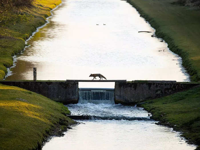 Nature of "De Lage Landen" winner: Andius Teijgeler titled this photo "Fox Crossing the Bridge."