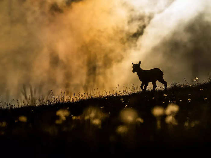 Youth winner: An alpine ibex frolics in "Beautiful World" by Levi Fitze.