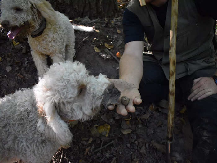 The cute pups Bianca and Luna even sniffed out 2 rare white truffles