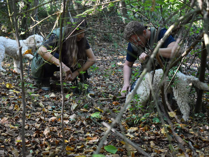 We spent an hour following the dogs through the woods, digging up half a dozen black truffles in the process