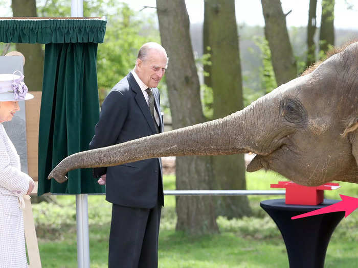 The photo contains a hidden detail in the bottom right corner: "slightly concerned" zookeepers making sure Donna didn