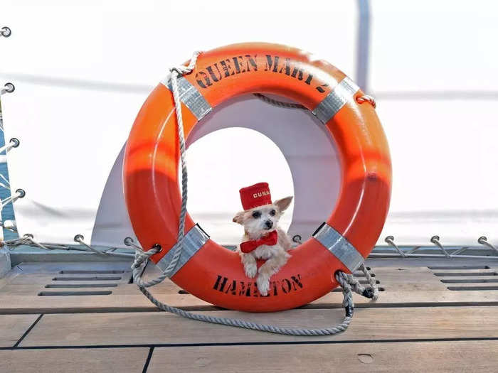 A professional photographer will even do a photoshoot with passengers and their pets during the cruise, complete with a bellhop hat and jacket for the animals.