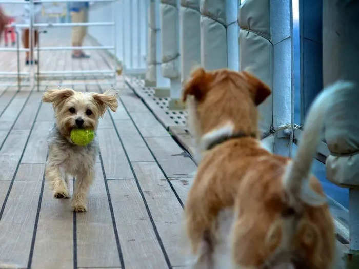 According to Cunard, owners can visit their pets during certain hours of the day, but animals cannot stay in the passenger cabins, and are boarded separately from human travelers onboard.