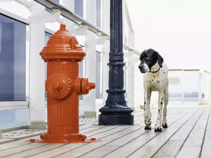 He is also in charge of cleaning the kennels and disposing of pet waste. According to Cunard, all areas of the kennel are deep-cleaned between each sailing.