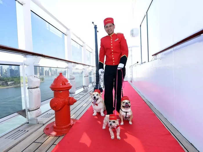 The cruise employs Oliver Cruz, its dedicated "Kennel Master," and assistants to care for the dogs and cats on board. Cunard told Insider that Cruz is responsible for feeding, walking, and cuddling the pampered pets.