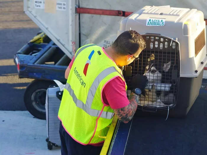 Checking your animal as a cargo-passenger may sometimes be your only option, but if you truly hate the idea of putting your pet in the belly of a plane, there is one other way to get your pet safely across the Atlantic.