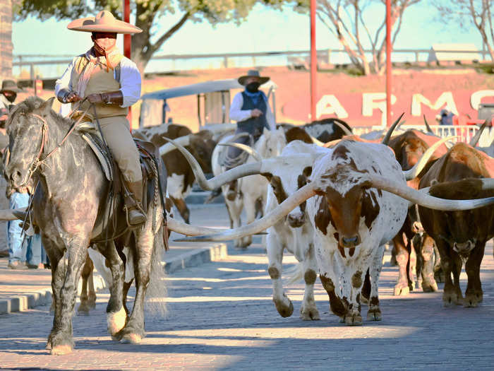 We skipped Dallas in favor of Fort Worth, Texas, where we saw dozens of longhorn cattle walking through town.