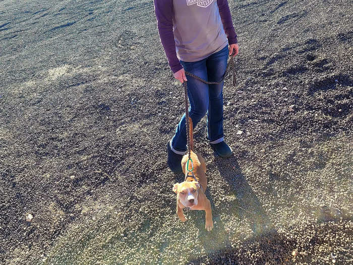 4:00 pm: They stop at a rest area and let Arrow outside.