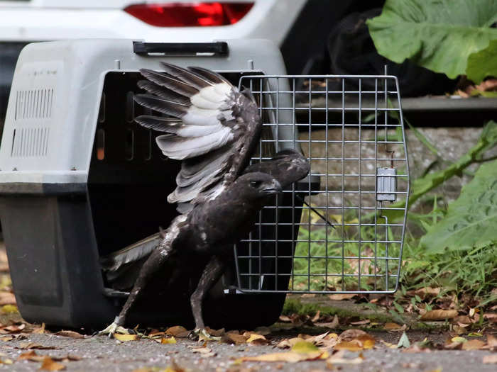 The changeable hawk-eagle — its plumage now replenished with dozens of new feathers — was released back into the wild on January 21.